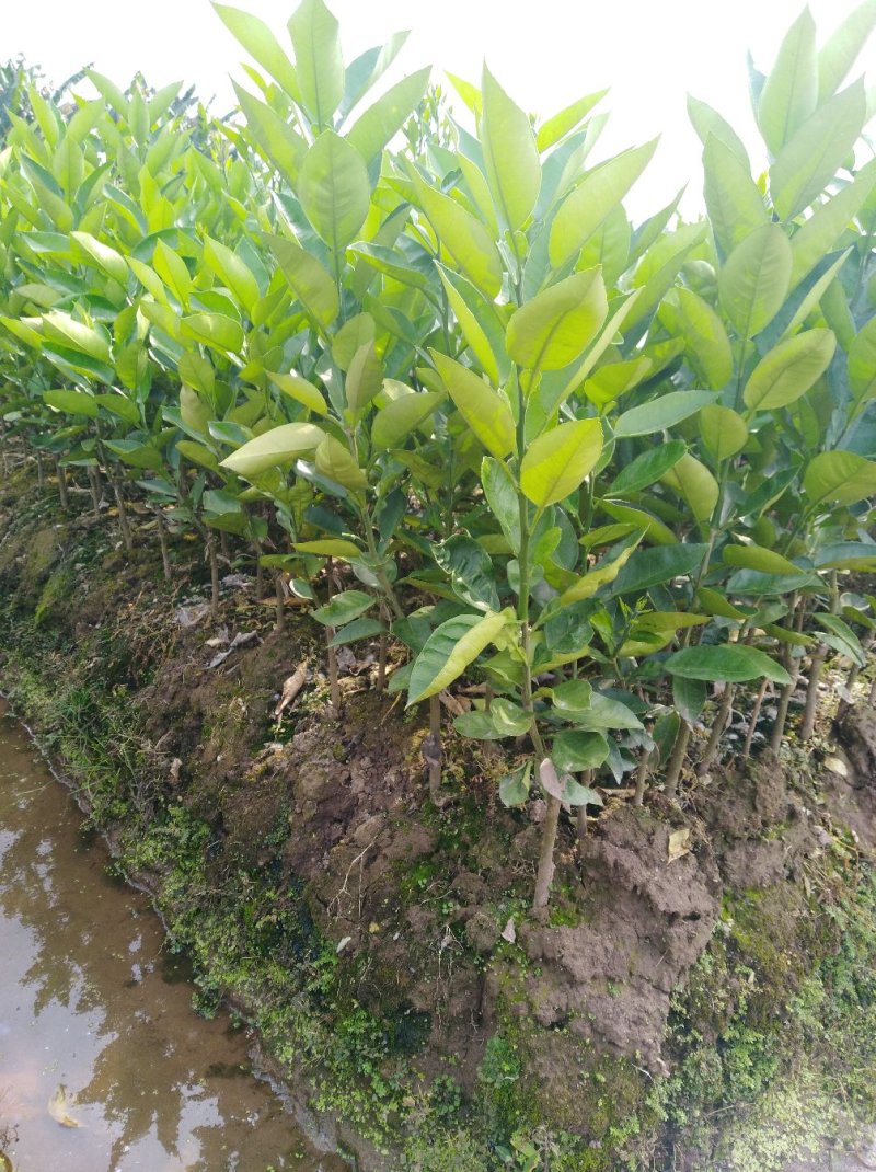 水晶柚苗2年嫁接大苗