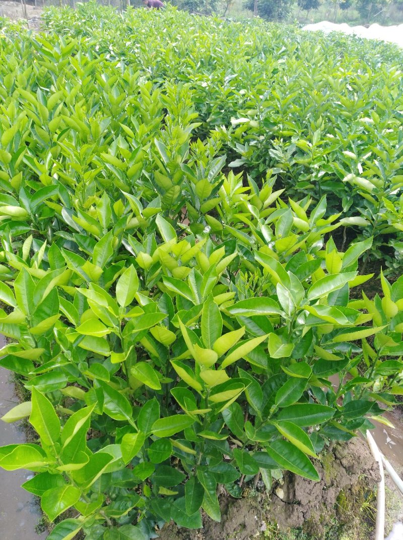 水晶柚苗2年嫁接大苗