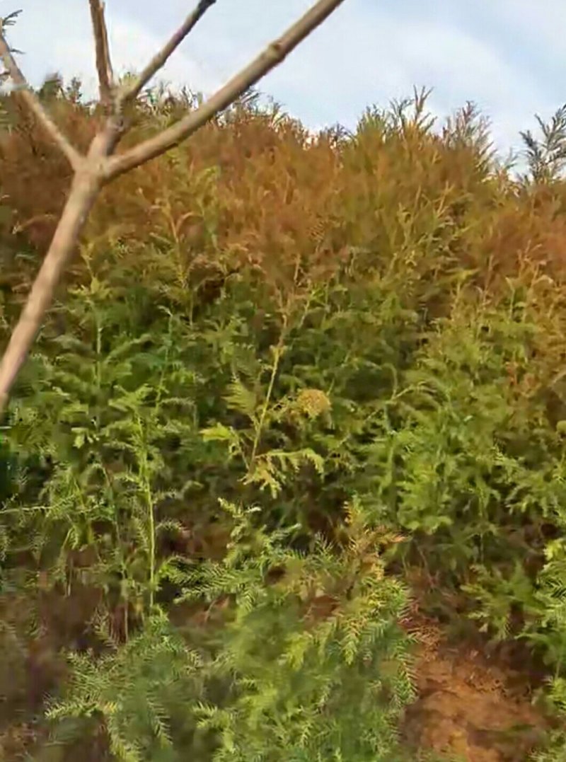 柳杉苗来电时请说是通过一亩田看到的价格更优惠