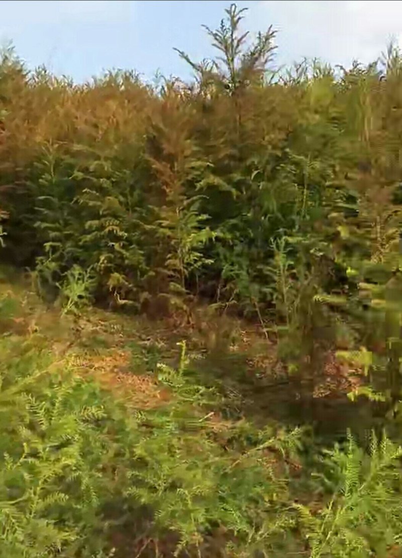 柳杉苗来电时请说是通过一亩田看到的价格更优惠
