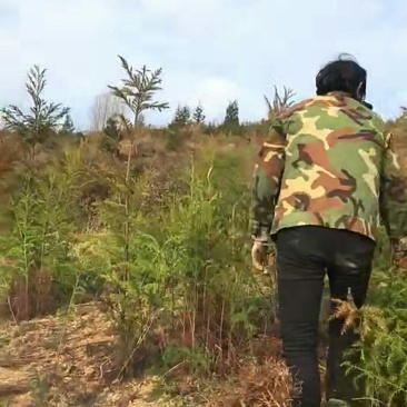 柳杉苗来电时请说是通过一亩田看到的价格更优惠