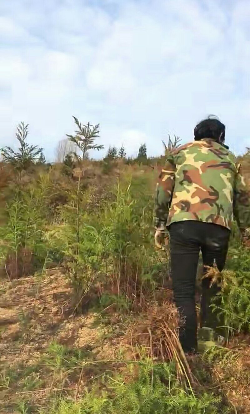 柳杉苗来电时请说是通过一亩田看到的价格更优惠