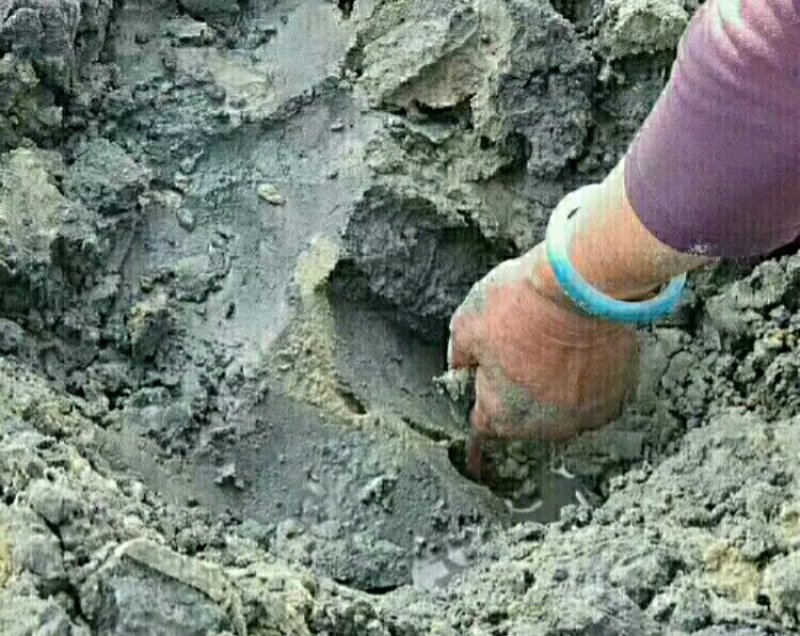 大沙虫