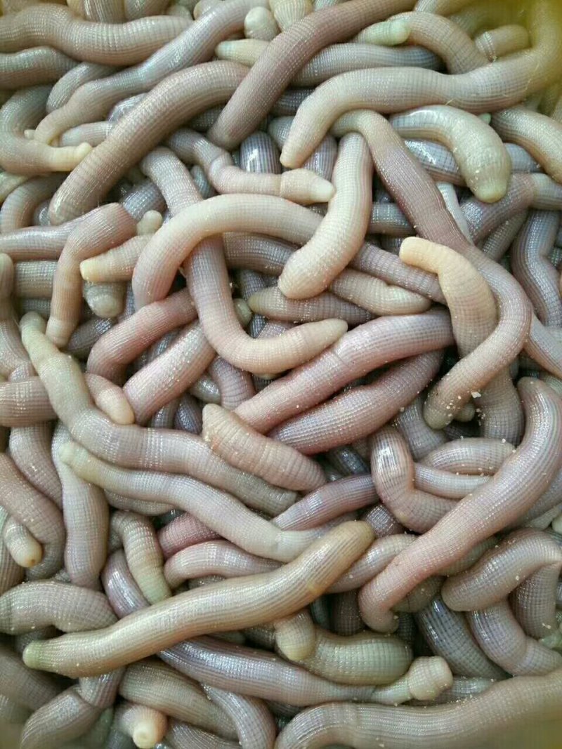 大沙虫