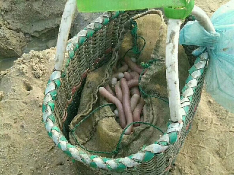 大沙虫