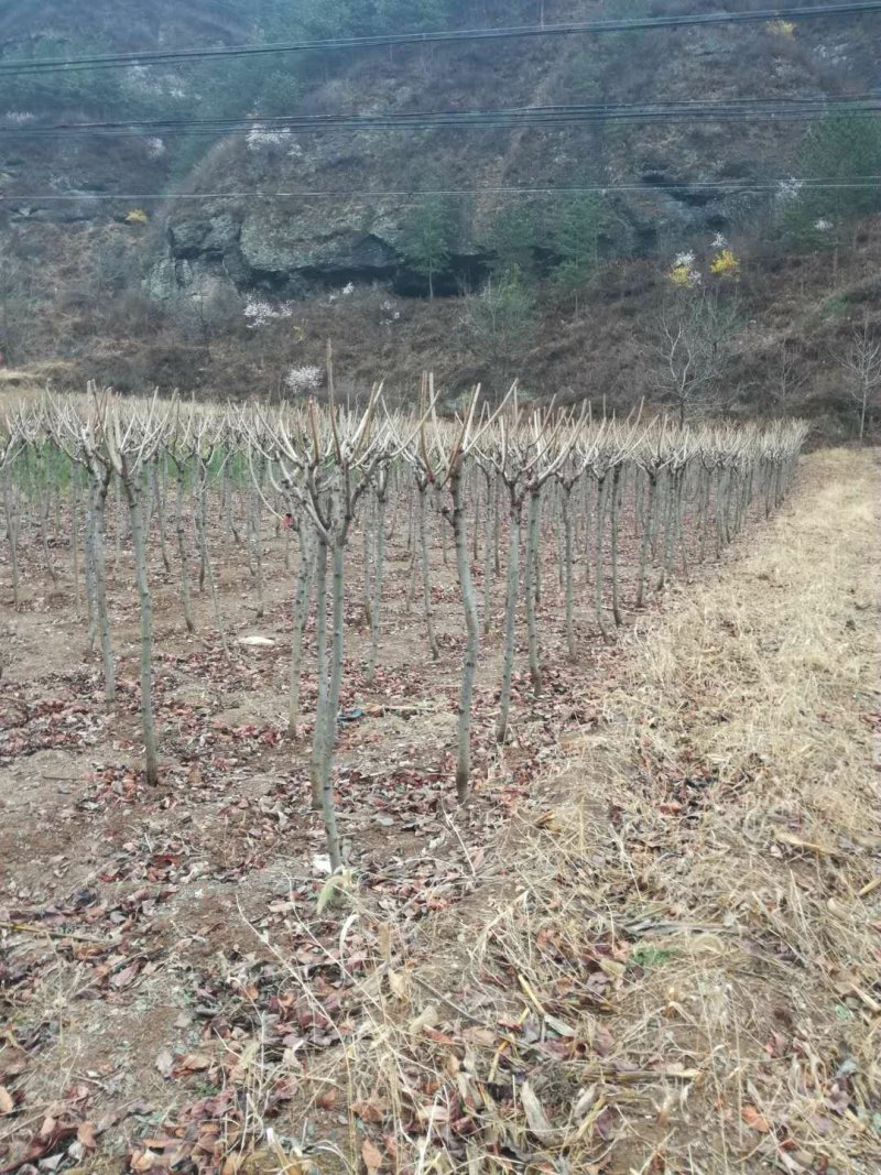 樱花现在全部低价出售需要的联系