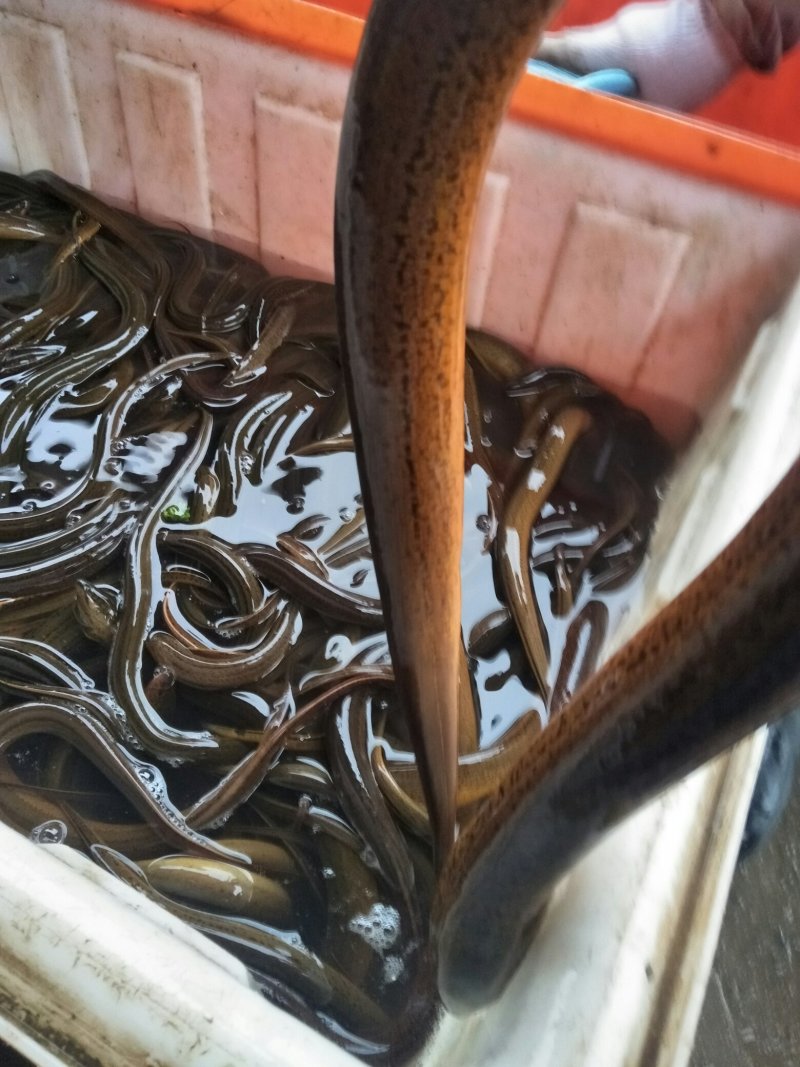 湖北仙桃江汉平原黄鳝，正宗土货，诚信经营