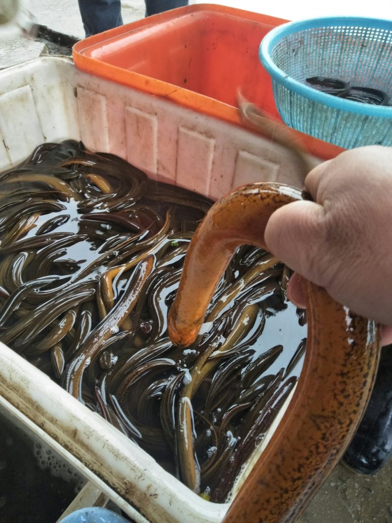 湖北仙桃江汉平原黄鳝，正宗土货，诚信经营