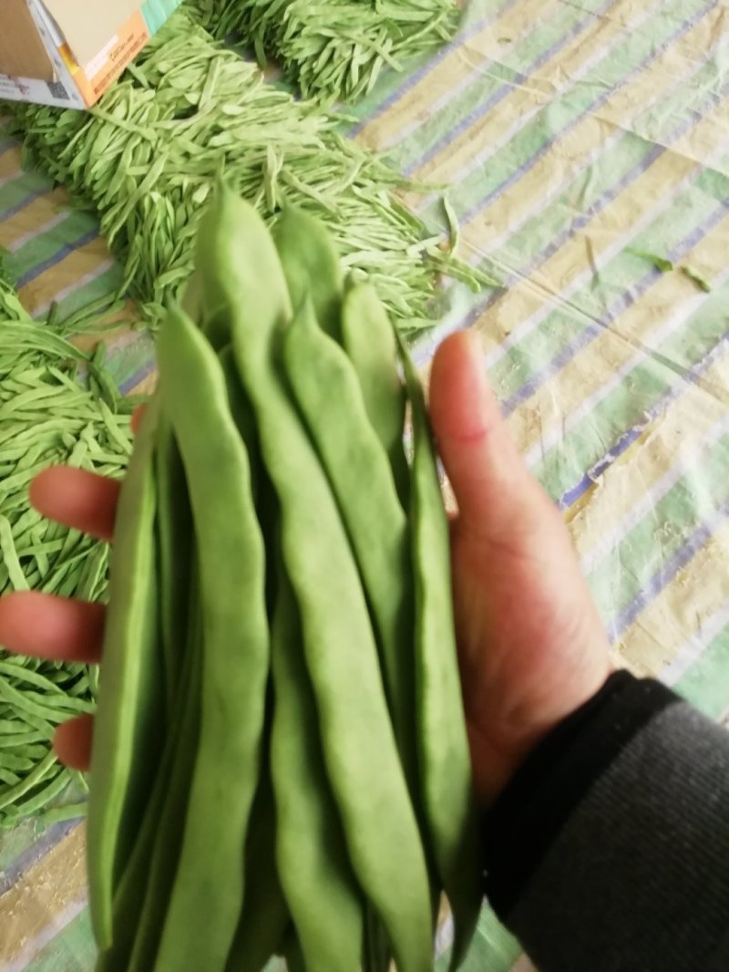 济南市商河县精品芸豆