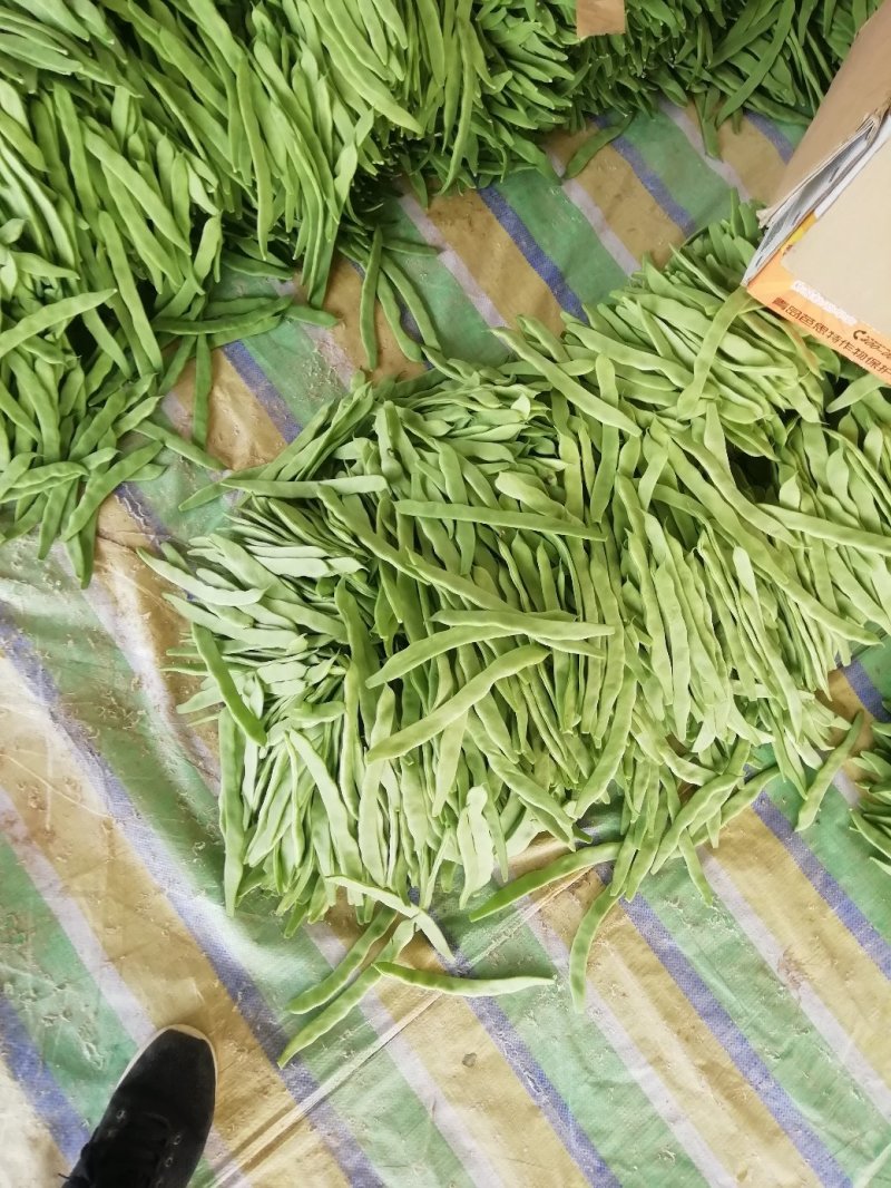 济南市商河县精品芸豆