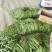 济南市商河县精品芸豆