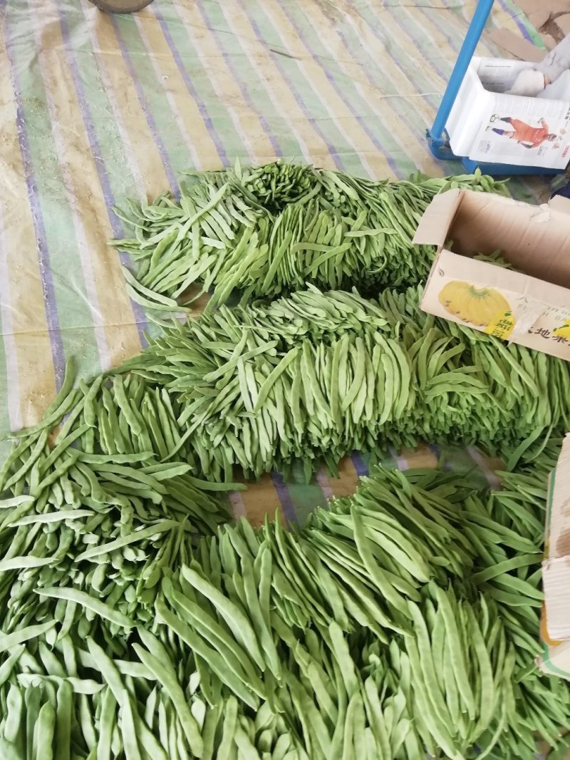 济南市商河县精品芸豆