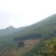 480亩山地出售（土地肥沃，手续齐全，已砍光）