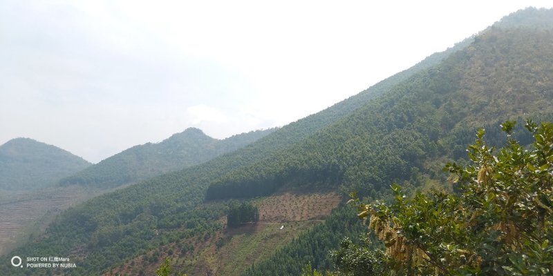 480亩山地出售（土地肥沃，手续齐全，已砍光）