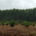 480亩山地出售（土地肥沃，手续齐全，已砍光）