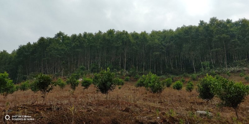 480亩山地出售（土地肥沃，手续齐全，已砍光）