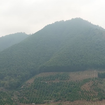 480亩山地出售（土地肥沃，手续齐全，已砍光）