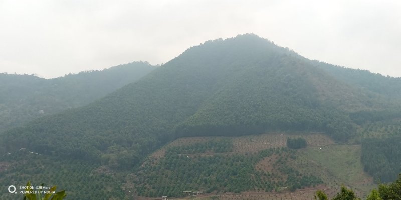 480亩山地出售（土地肥沃，手续齐全，已砍光）