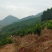 480亩山地出售（土地肥沃，手续齐全，已砍光）