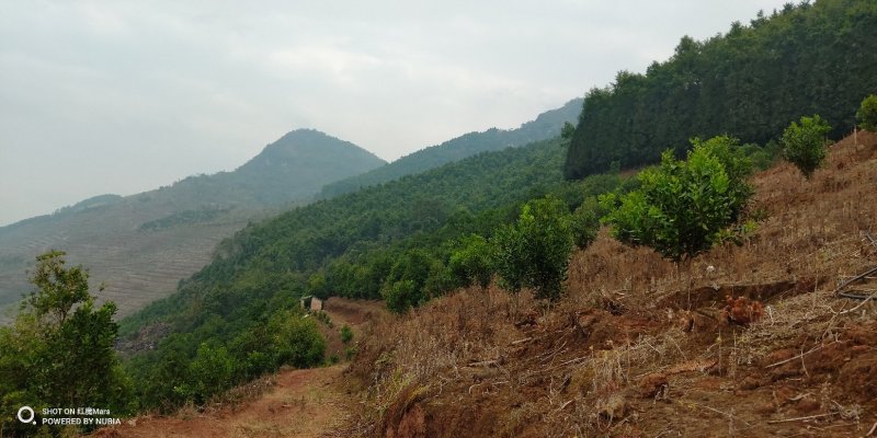 480亩山地出售（土地肥沃，手续齐全，已砍光）
