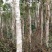480亩山地出售（土地肥沃，手续齐全，已砍光）