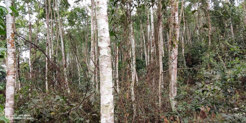 480亩山地出售（土地肥沃，手续齐全，已砍光）