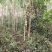480亩山地出售（土地肥沃，手续齐全，已砍光）