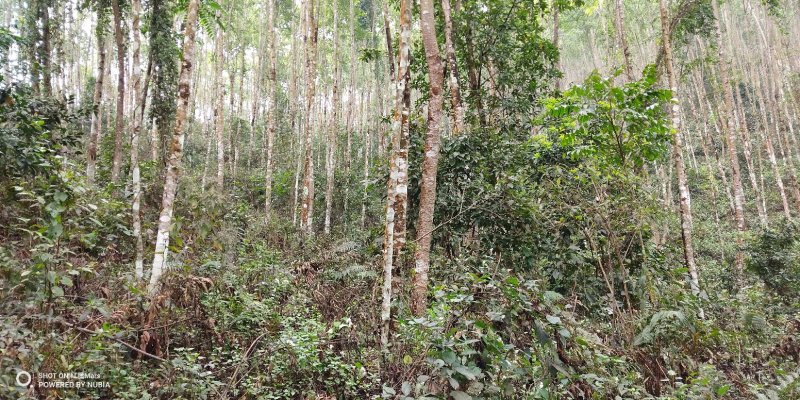 480亩山地出售（土地肥沃，手续齐全，已砍光）