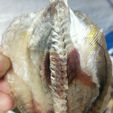 河豚鱼干