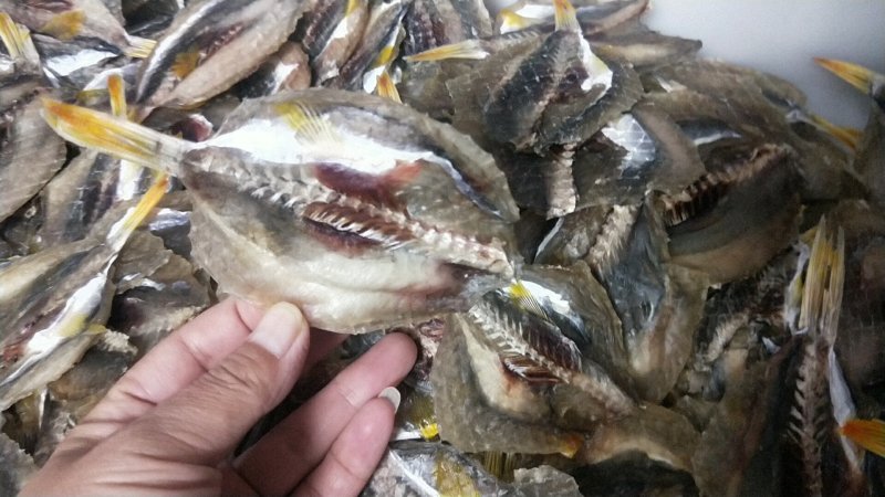 河豚鱼干
