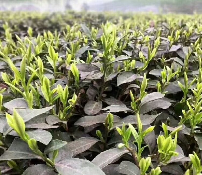祁门红茶正宗原产地明前采摘特价金针
