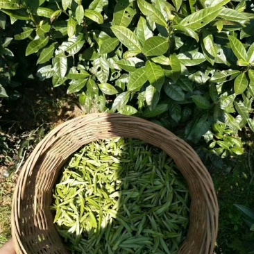 祁门红茶正宗原产地明前采摘特价金针