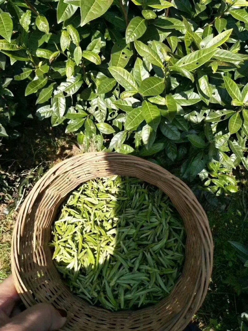 祁门红茶正宗原产地明前采摘特价金针
