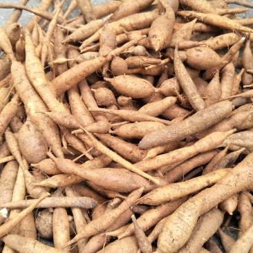 野生甘草薯，小叶牛大力