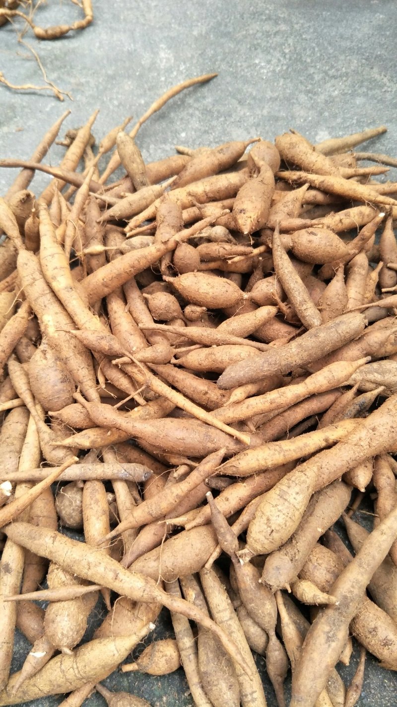 野生甘草薯，小叶牛大力