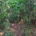 250亩山林出租