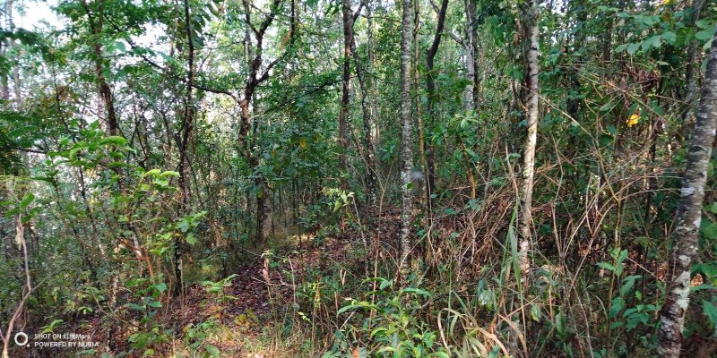 250亩山林出租