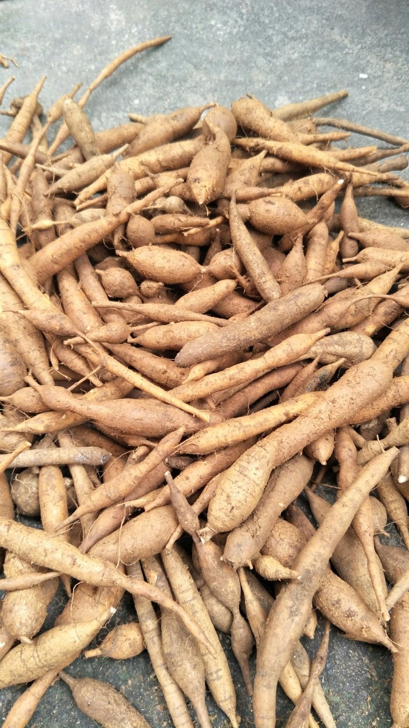 野生甘草薯，小叶牛大力