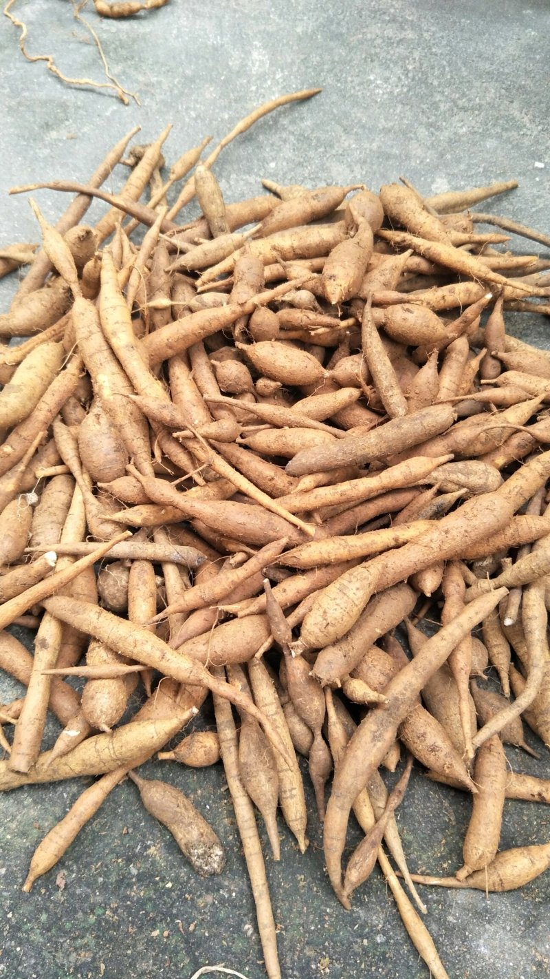 野生甘草薯，小叶牛大力