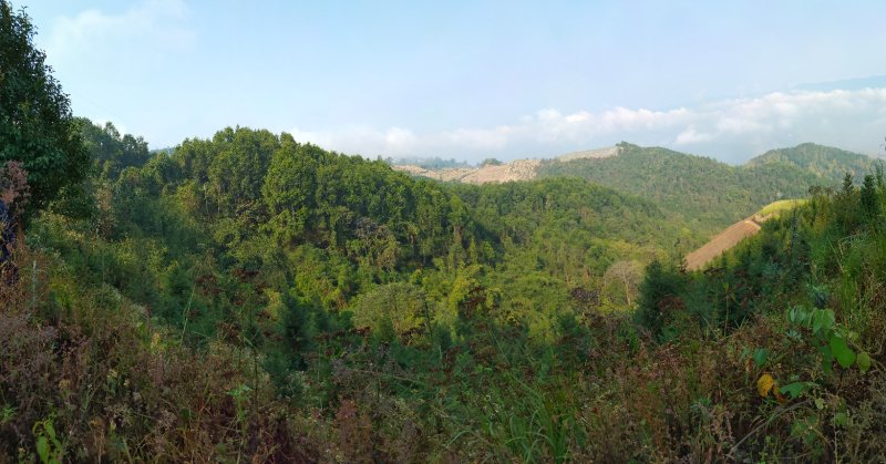 250亩山林出租