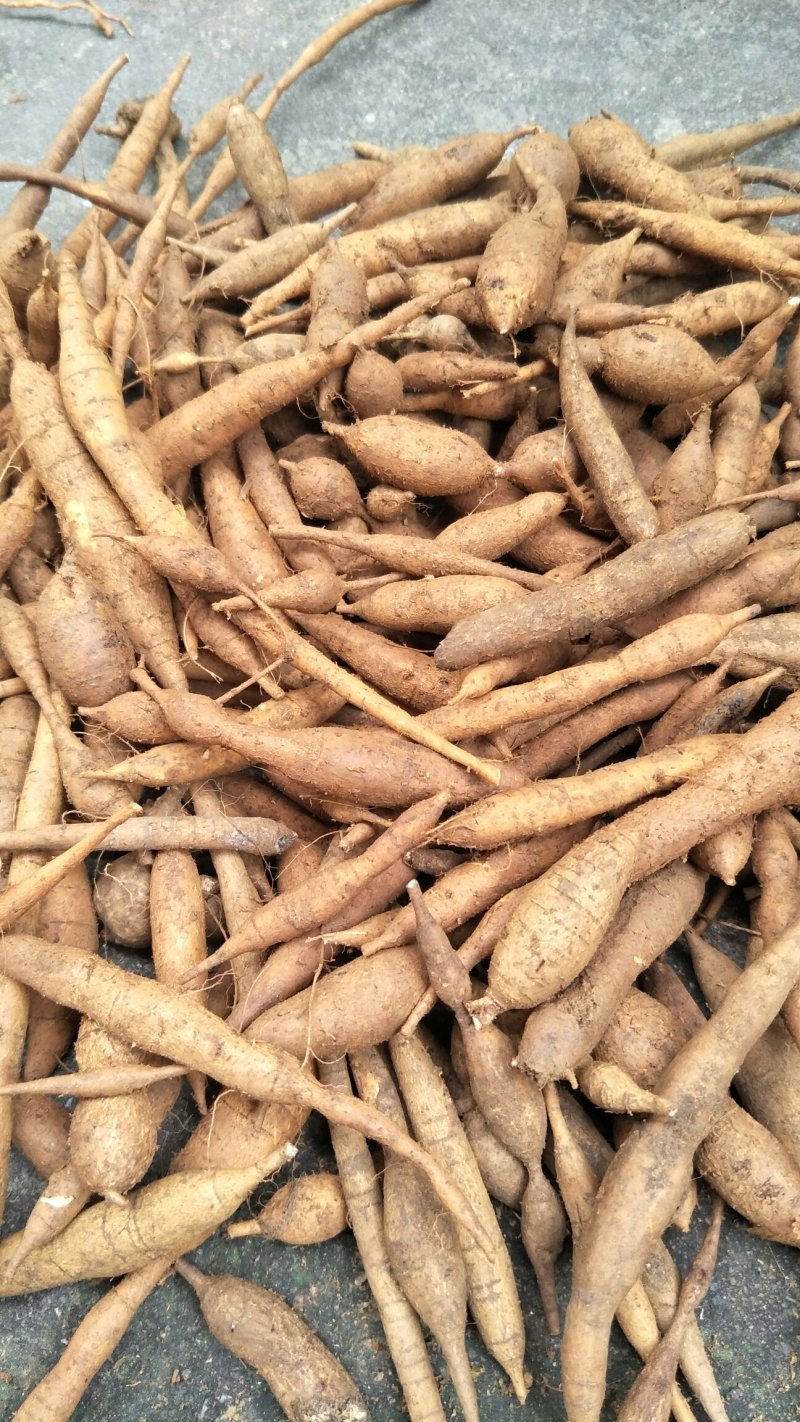 野生甘草薯，小叶牛大力