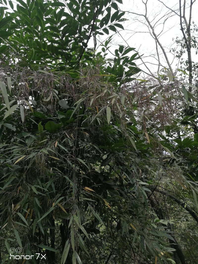刺竹米