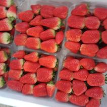 九香，甜查理草莓，万亩草莓基地直发加工果质量好