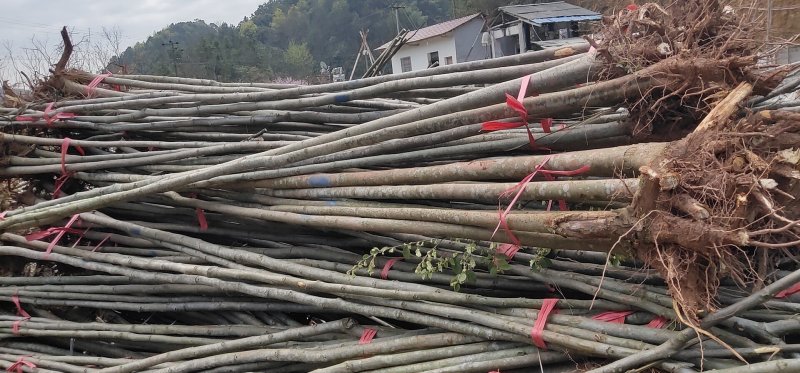 栾树2-8公分