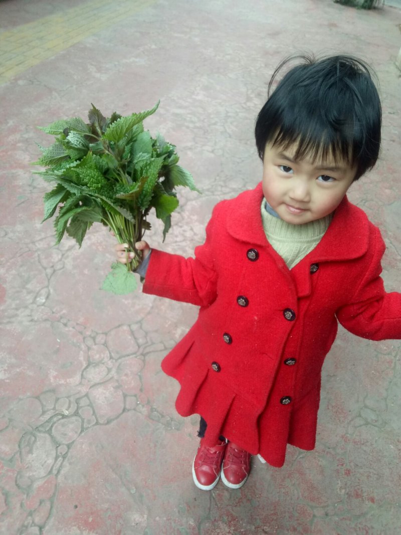新鲜鱼香叶