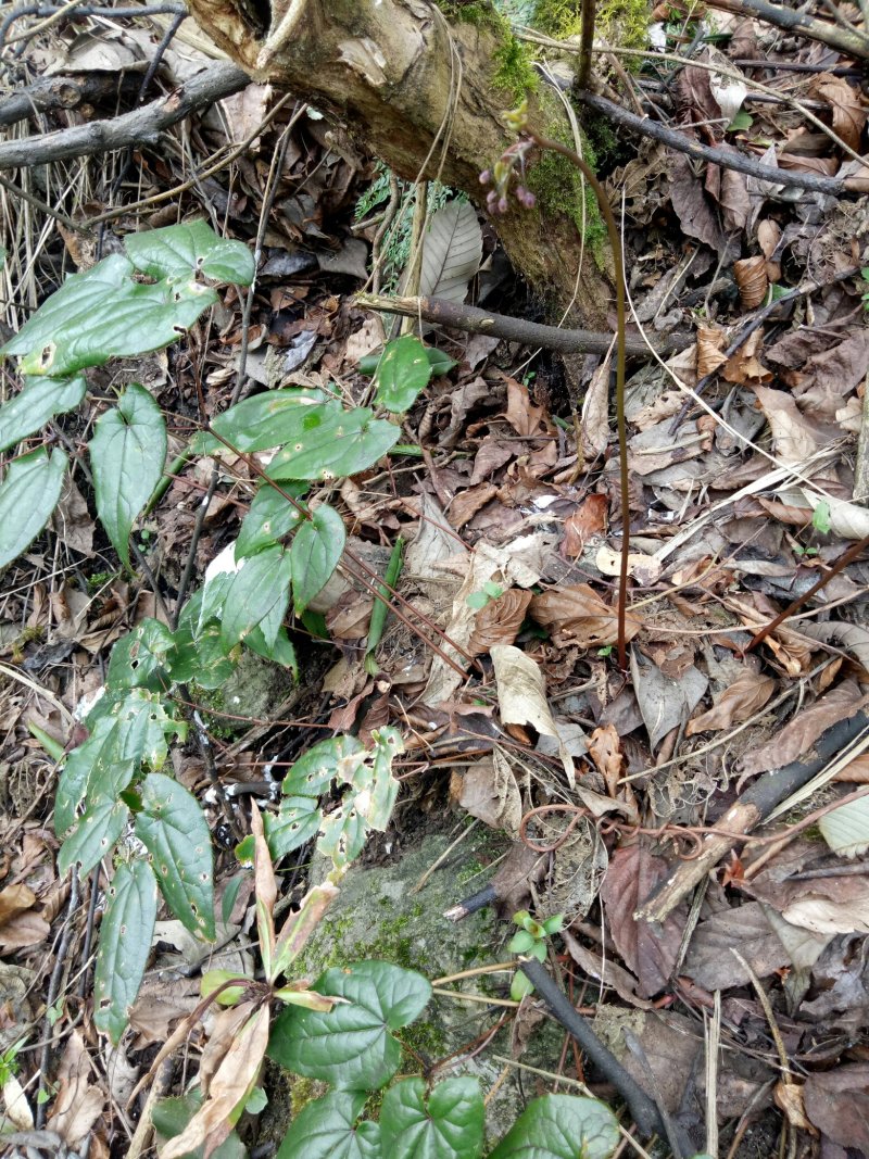 高品质淫羊藿，仙灵脾，仙灵毗，放杖草，弃杖草，三枝九叶草