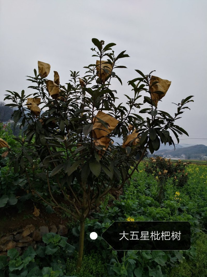 大五星枇杷苗，大果子的枇杷苗，早熟枇杷苗