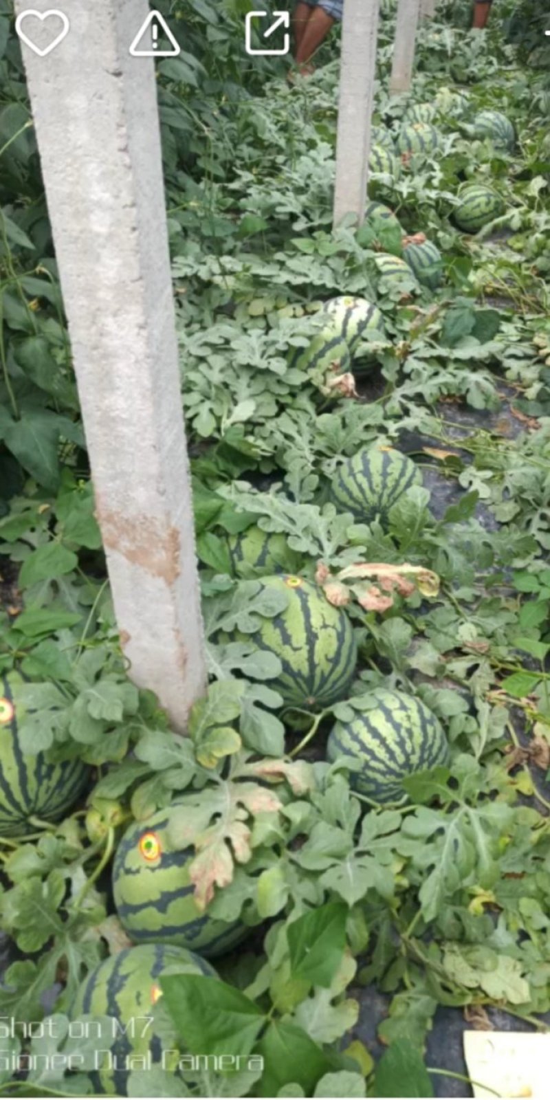 四月中旬大量甜王西瓜震撼上市要多少有多少上不封顶