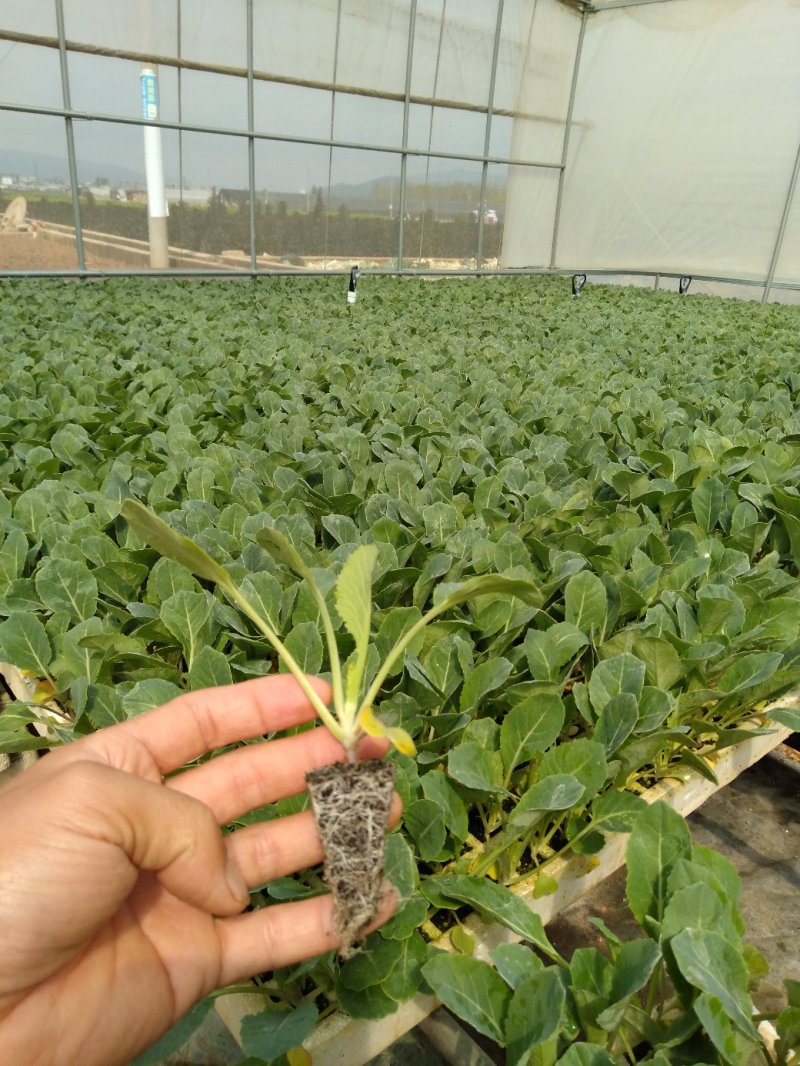 【精品】甘蓝苗，产地直发，货源充足，量大从优，欢迎来电