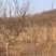 出租转让山场济南市长清区双泉镇庞庄村。
